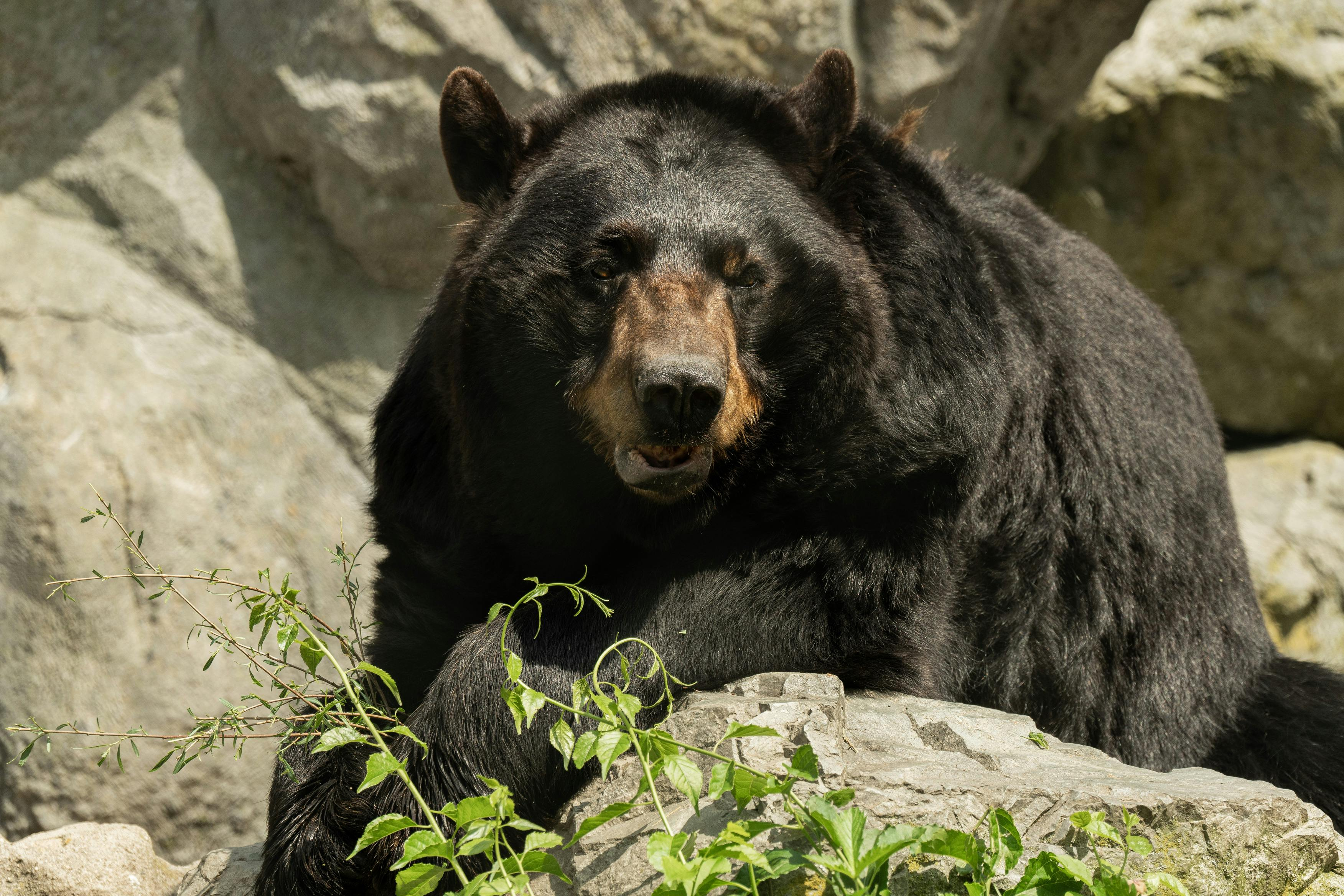 Stone Zoo: Entry Ticket - Photo 1 of 9